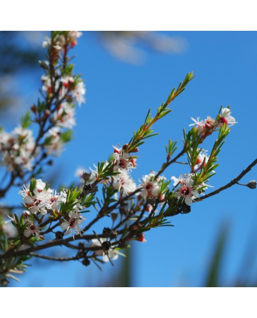 Kunzea Pure Essential Oil