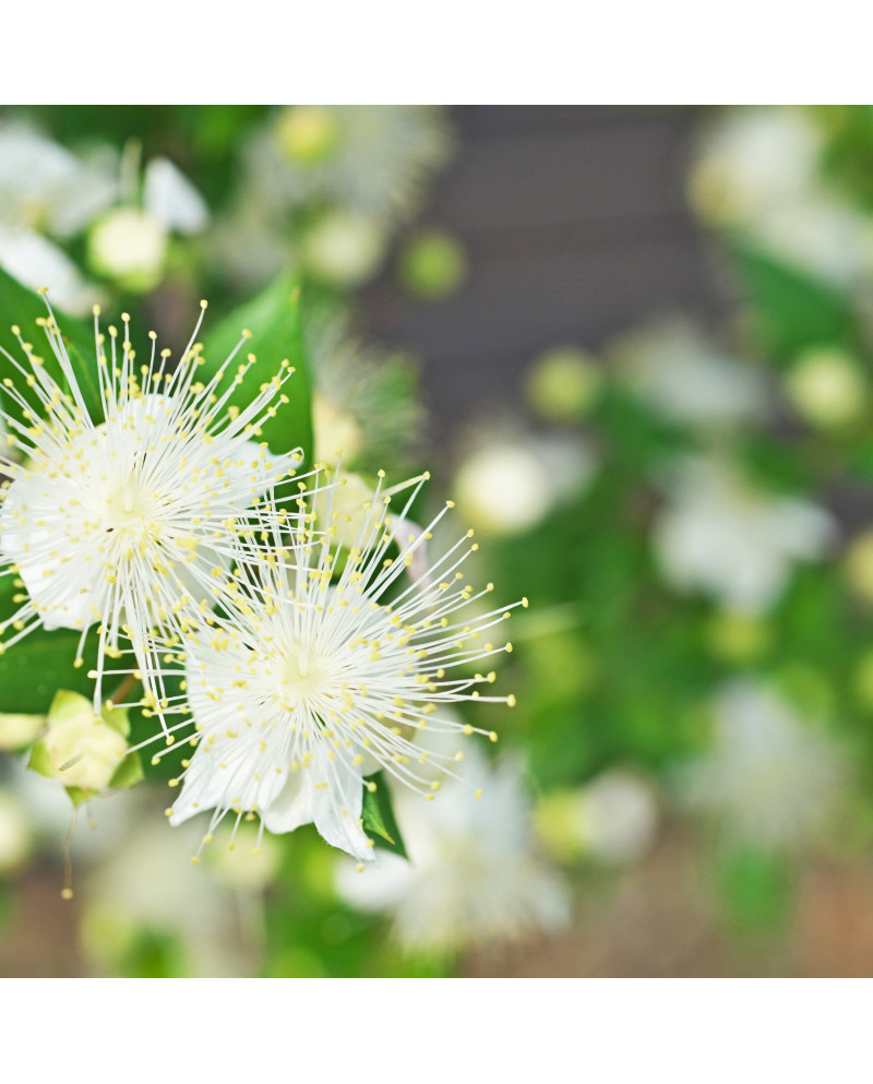 Lemon Myrtle Pure Essential Oil