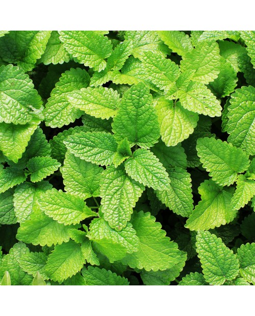 Spearmint Pure Essential Oil