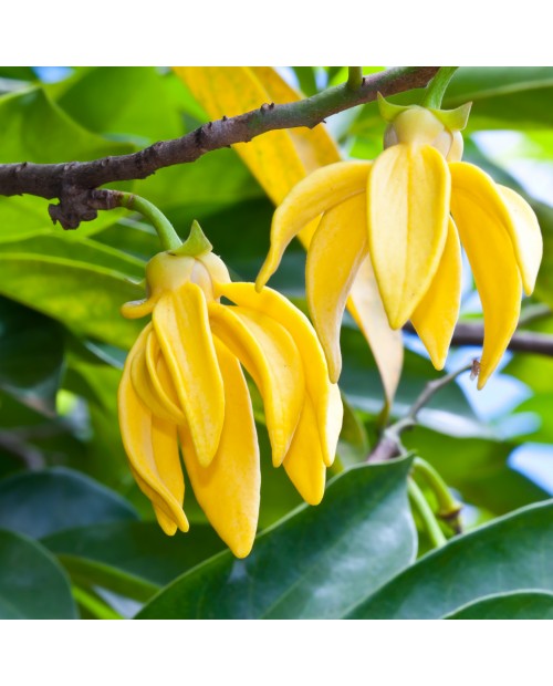 Ylang Ylang Pure Essential Oil