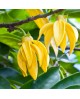 Ylang Ylang Pure Essential Oil